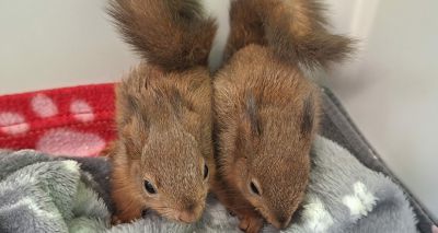 Scottish SPCA rescues squirrel kits from a ditch